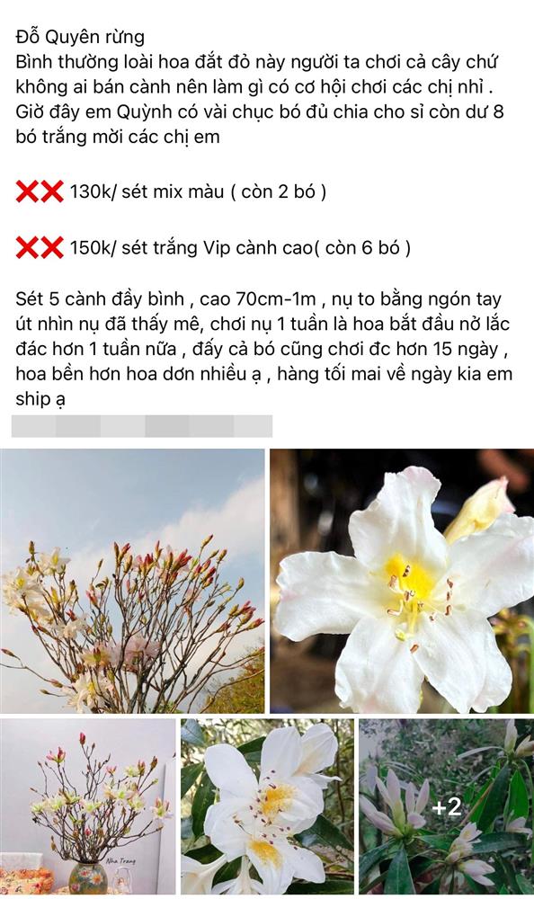 Thú chơi hoa củi khô” Tây Bắc lại rộ loại mới, nụ hoa phớt hồng nở ra trắng muốt hút chị em lùng mua-5