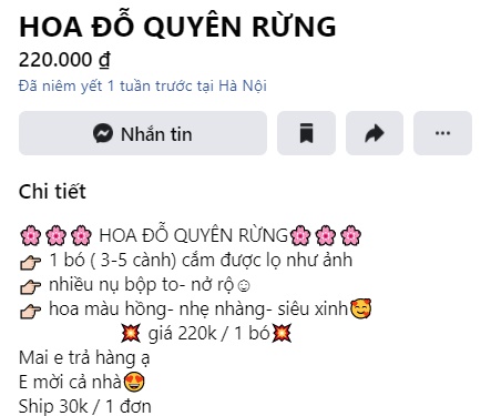 Thú chơi hoa củi khô” Tây Bắc lại rộ loại mới, nụ hoa phớt hồng nở ra trắng muốt hút chị em lùng mua-6
