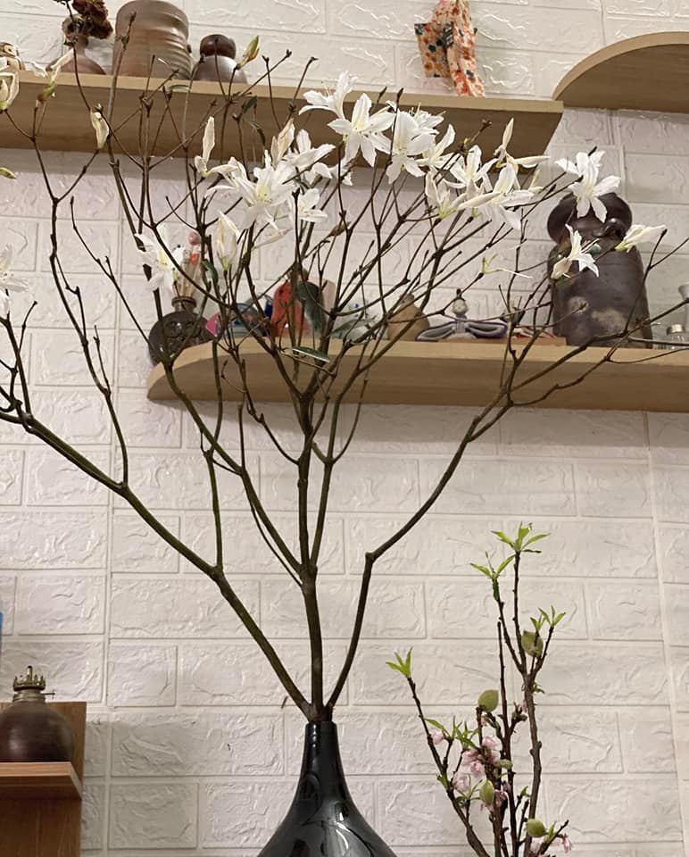 Thú chơi hoa củi khô” Tây Bắc lại rộ loại mới, nụ hoa phớt hồng nở ra trắng muốt hút chị em lùng mua-9