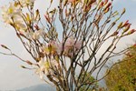 Xoài Úc rớt giá, nhà nông Khánh Hòa để rụng đầy gốc-4