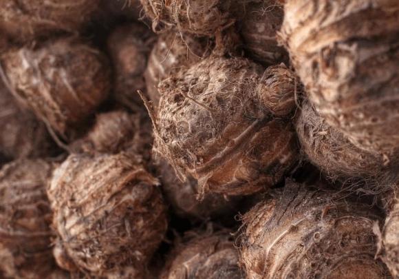 Khi mua khoai môn (khoai sọ), thật sai lầm khi cứ chọn củ to và nặng tay. Người nông dân sẽ dạy bạn cách chọn củ nào cũng thơm bở-2