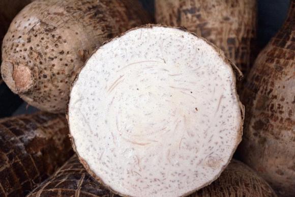 Khi mua khoai môn (khoai sọ), thật sai lầm khi cứ chọn củ to và nặng tay. Người nông dân sẽ dạy bạn cách chọn củ nào cũng thơm bở-5