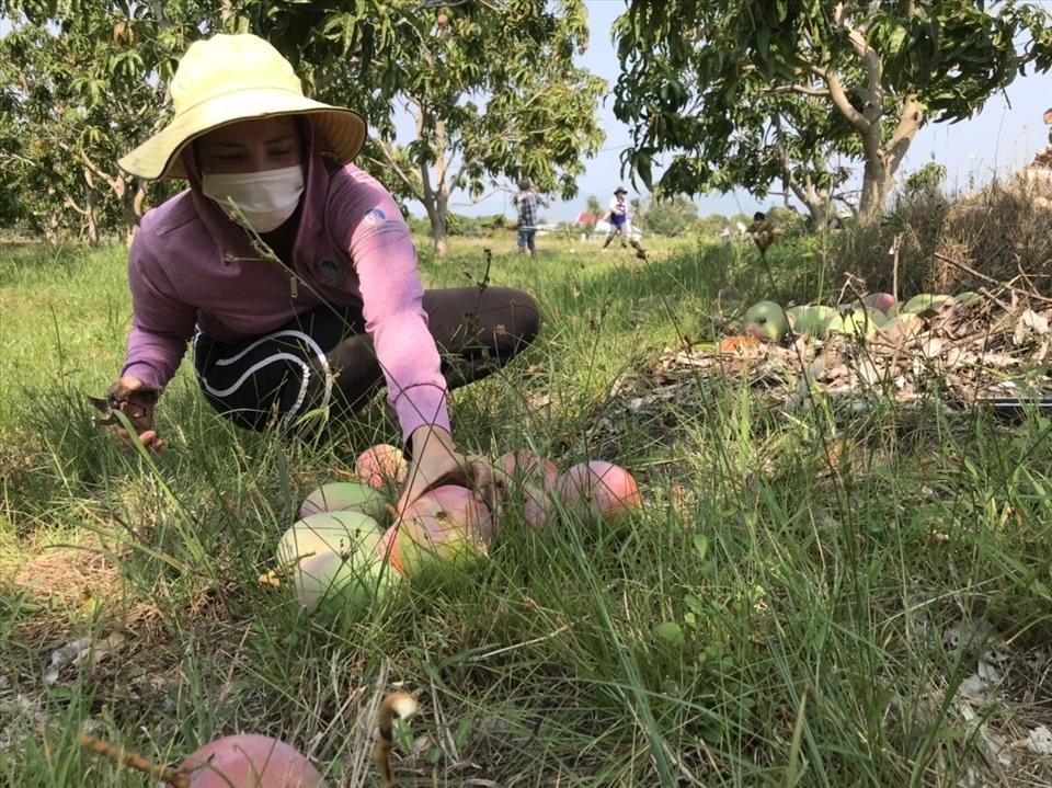 Xoài Úc rớt giá, nhà nông Khánh Hòa để rụng đầy gốc-1