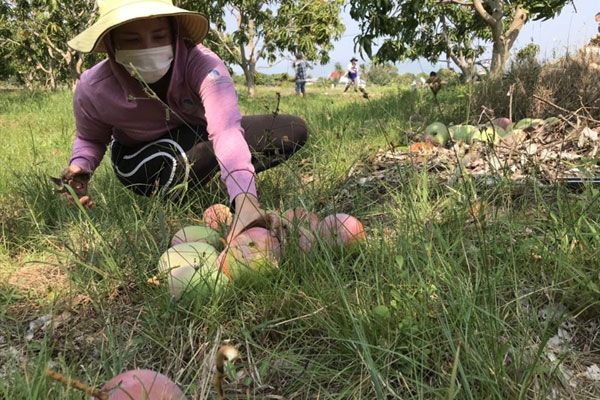 Đỏ như trứng mặt trời, xoài Úc giá rẻ bèo-4