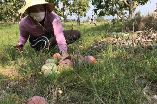 Xoài Úc rớt giá, nhà nông Khánh Hòa để rụng đầy gốc