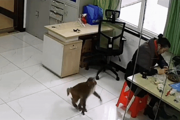 Cô gái la hét thất thanh khi phát hiện khỉ hoang vào phòng làm việc trộm đồ ăn