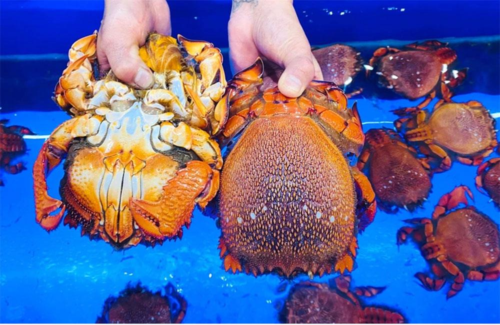 Món tiết canh cua hạ hỏa nổi tiếng ở Phú Quốc, giá gần một triệu đồng/bát-1