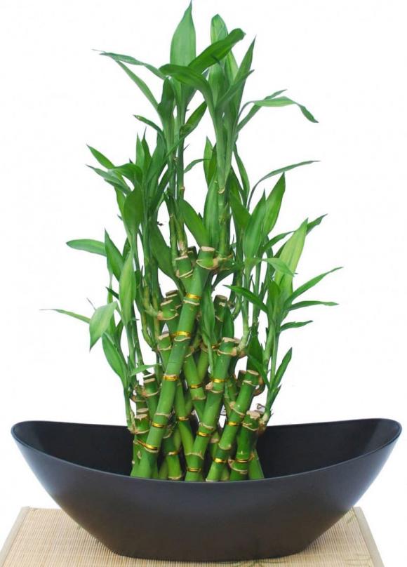 Nhà giàu chiêu tài đón lộc bằng những loại cây này, đặt ngay trong bếp nếu bạn muốn tiền bạc ào ào chảy vào nhà-1