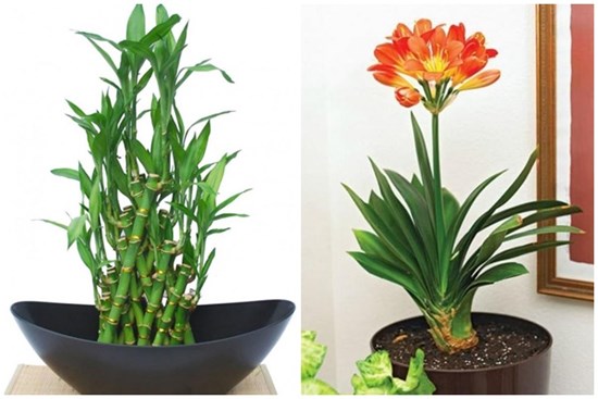 Nhà giàu chiêu tài đón lộc bằng những loại cây này, đặt ngay trong bếp nếu bạn muốn tiền bạc ào ào chảy vào nhà