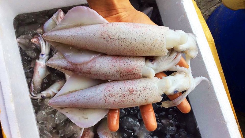 Dân biển mách: Chọn mua mực tươi cứ nhìn đúng 1 điểm, mực 10 con ngon đỉnh cả 10-2