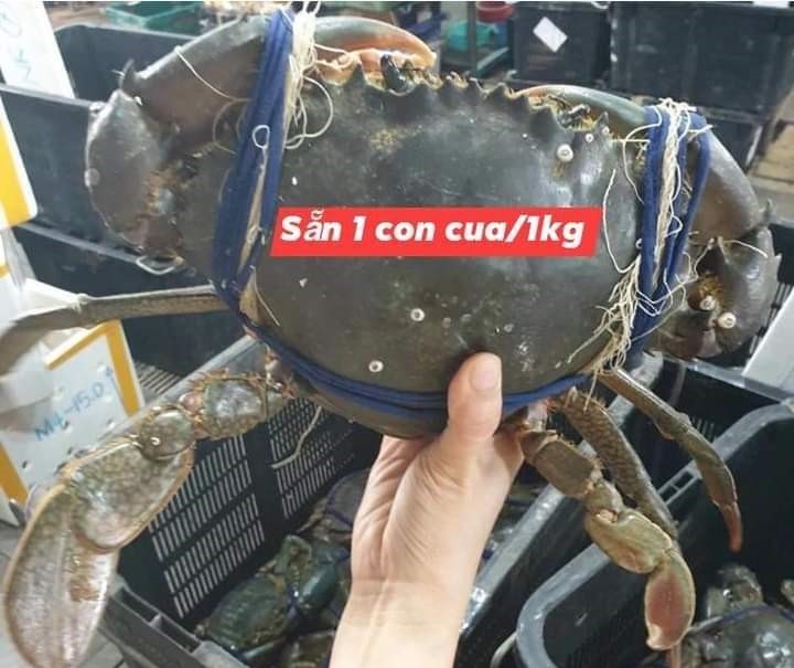 Cua biển siêu to khổng lồ” có giá cả triệu đồng/con được lùng mua-1