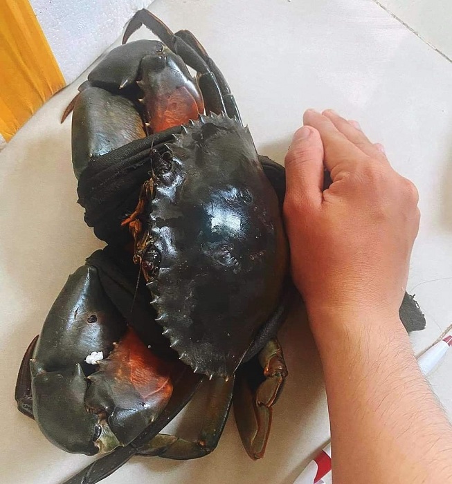 Cua biển siêu to khổng lồ” có giá cả triệu đồng/con được lùng mua-2