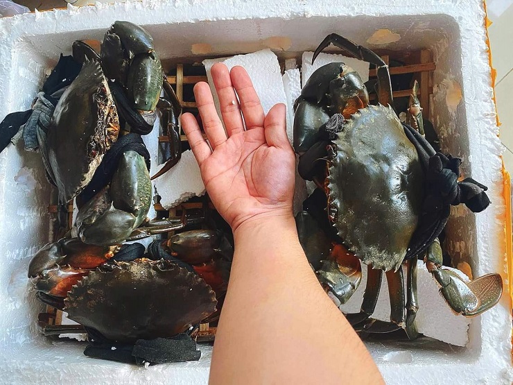 Cua biển siêu to khổng lồ” có giá cả triệu đồng/con được lùng mua-3