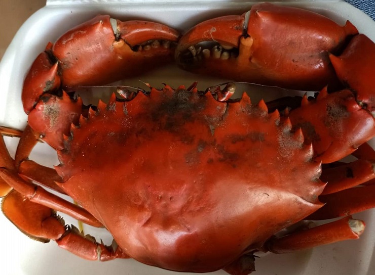 Cua biển siêu to khổng lồ” có giá cả triệu đồng/con được lùng mua-4