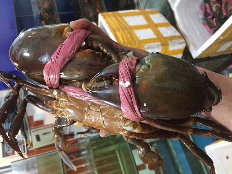 Cua biển siêu to khổng lồ” có giá cả triệu đồng/con được lùng mua-6
