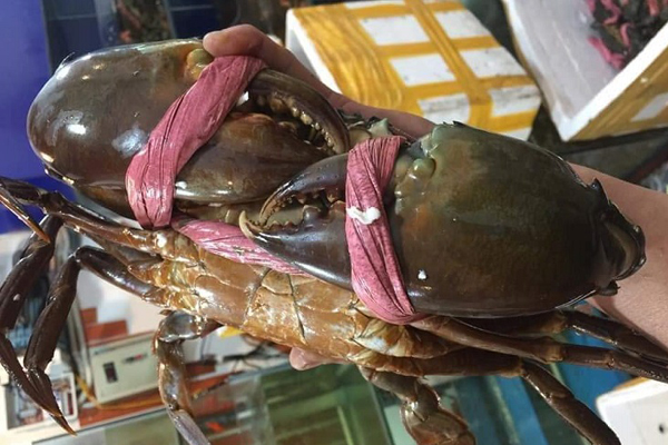 Nuôi cua biển trong nhà rộng 300 m2 ở Hà Nội-12