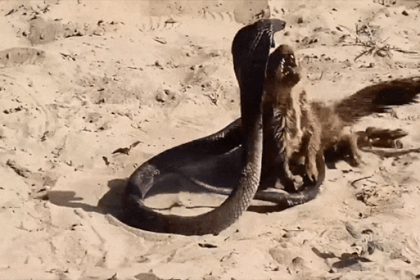 Cầy Mangut và rắn hổ mang đều bỏ mạng sau trận tử chiến trên hoang mạc