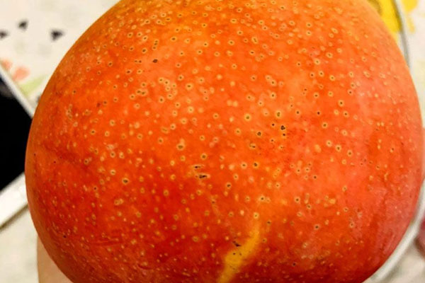 Hơn 2 triệu đồng/quả xoài màu đỏ, nhà giàu Việt chi tiền ăn sang”-9