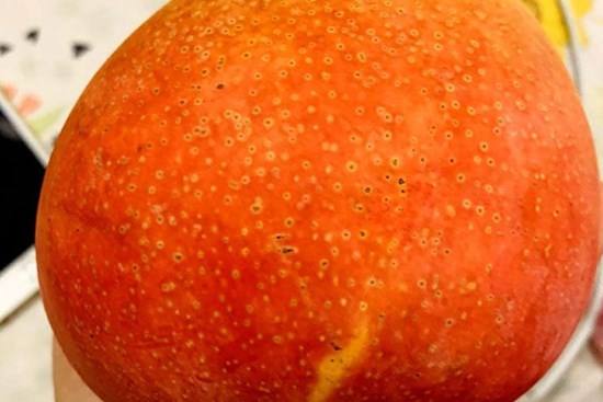 Đỏ như 'trứng mặt trời', xoài Úc giá rẻ bèo