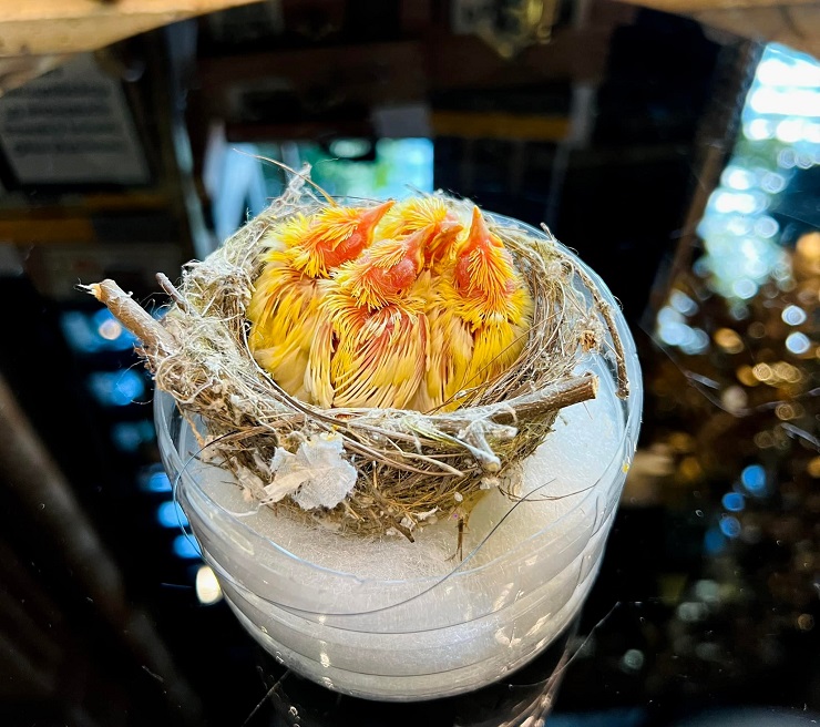 Cận cảnh tổ chim mới nở độc nhất Việt Nam” được mua với giá gần nửa tỷ đồng-1