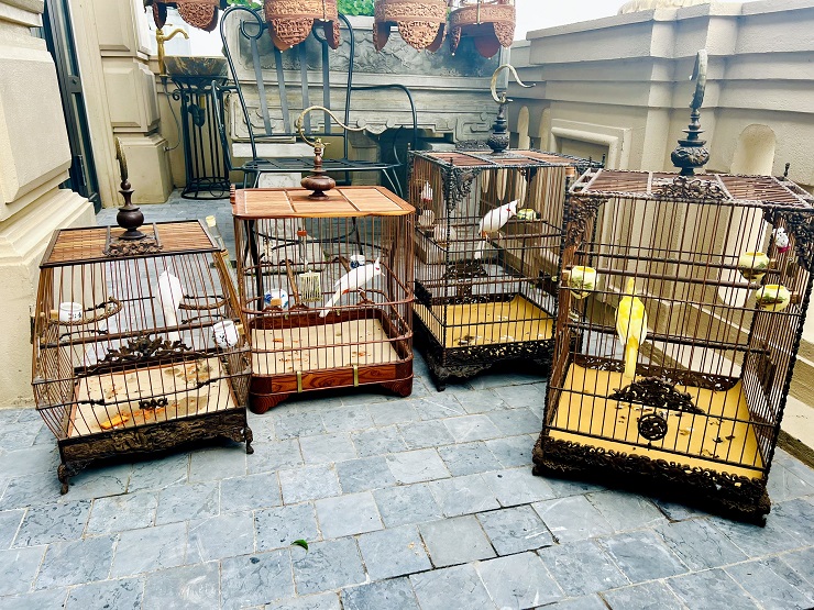 Cận cảnh tổ chim mới nở độc nhất Việt Nam” được mua với giá gần nửa tỷ đồng-10