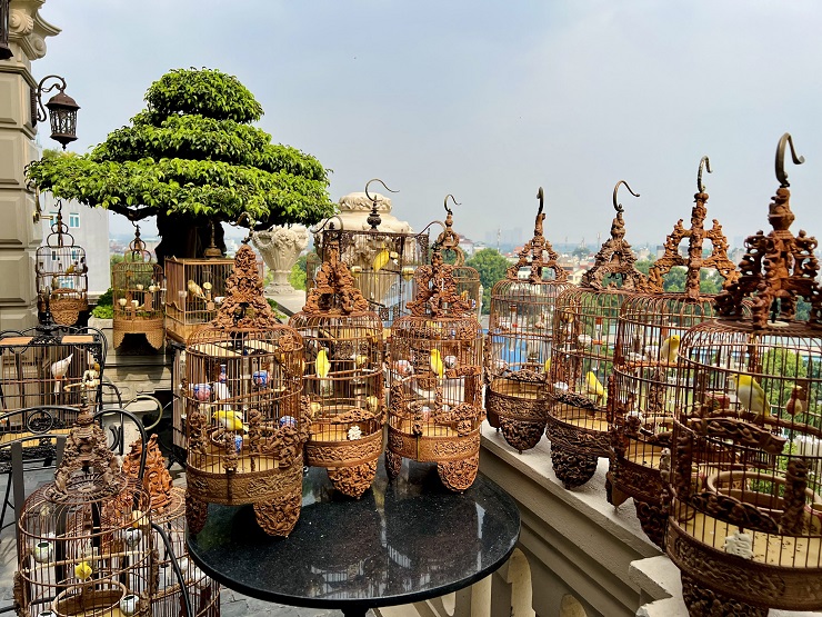 Cận cảnh tổ chim mới nở độc nhất Việt Nam” được mua với giá gần nửa tỷ đồng-11