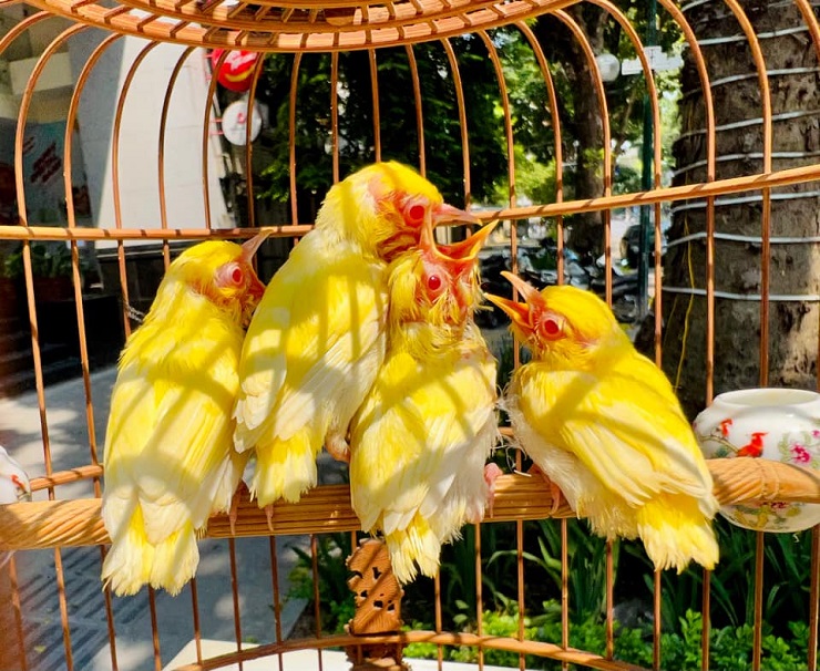 Cận cảnh tổ chim mới nở độc nhất Việt Nam” được mua với giá gần nửa tỷ đồng-3