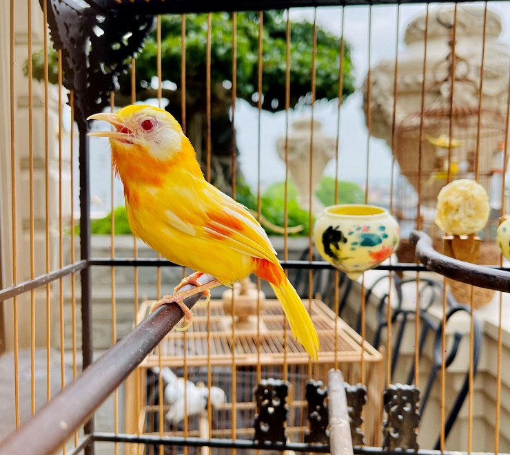 Cận cảnh tổ chim mới nở độc nhất Việt Nam” được mua với giá gần nửa tỷ đồng-5