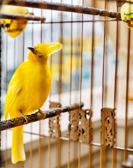 Cận cảnh tổ chim mới nở độc nhất Việt Nam” được mua với giá gần nửa tỷ đồng-7