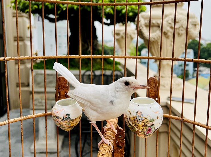 Cận cảnh tổ chim mới nở độc nhất Việt Nam” được mua với giá gần nửa tỷ đồng-8