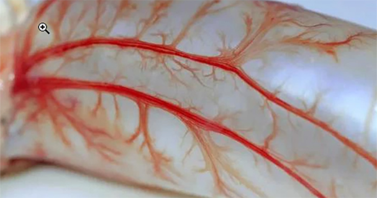 Thứ này trong bụng con cá nhiều người vứt đi, ngờ đâu sánh ngang tổ yến, giá vô cùng đắt đỏ-6