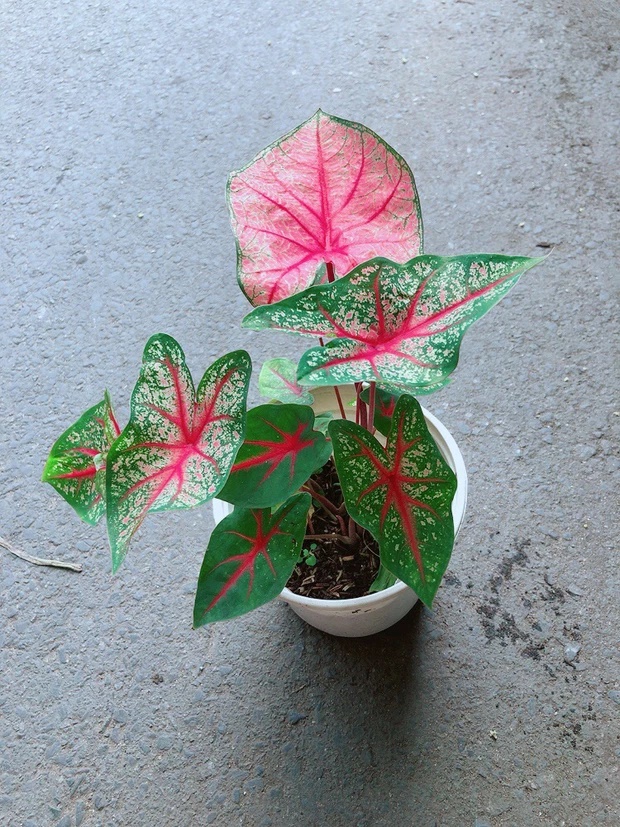 3 loại cây tuy đẹp mắt nhưng phạm phong thủy, không nên trồng trong nhà kẻo rước họa và vận xui-3