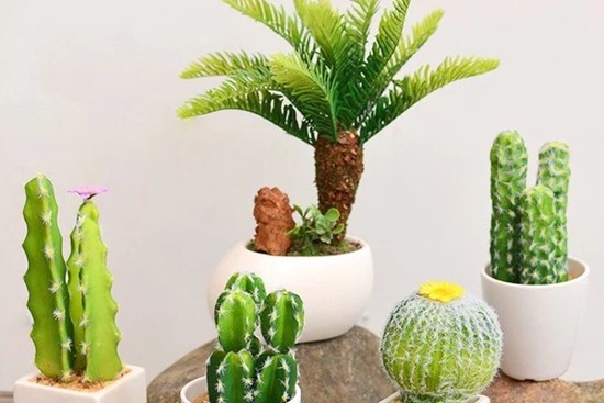 3 loại cây tuy đẹp mắt nhưng phạm phong thủy, không nên trồng trong nhà kẻo rước họa và vận xui