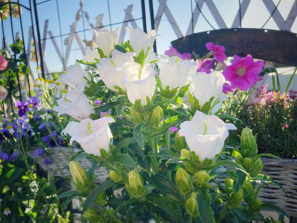 Khu vườn sân thượng chỉ rộng vỏn vẹn 13m² mà góc nào góc nấy đẹp mê-13