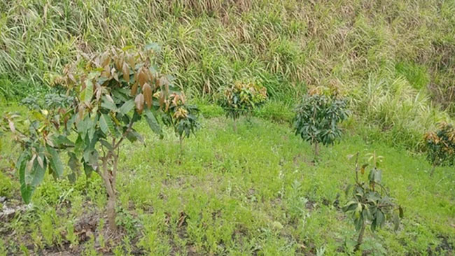 NÓNG: Bắt giữ nghi phạm vụ nam sinh lớp 8 tử vong trên nương mía ở Sơn La-1