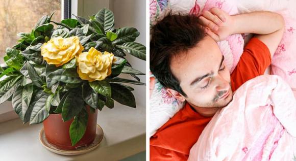 7 loại cây mà gia đình nào cũng nên trồng ở quanh nhà, không chỉ đẹp mà còn giúp cải thiện sức khỏe-1