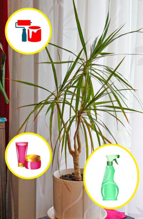 7 loại cây mà gia đình nào cũng nên trồng ở quanh nhà, không chỉ đẹp mà còn giúp cải thiện sức khỏe-4