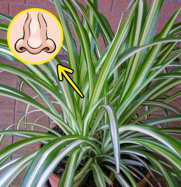 7 loại cây mà gia đình nào cũng nên trồng ở quanh nhà, không chỉ đẹp mà còn giúp cải thiện sức khỏe-5