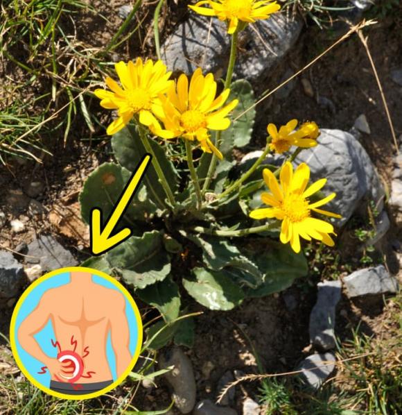 7 loại cây mà gia đình nào cũng nên trồng ở quanh nhà, không chỉ đẹp mà còn giúp cải thiện sức khỏe-6