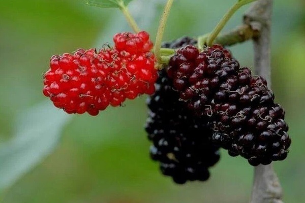 Loại quả được ví là thuốc bổ máu, vừa dưỡng huyết, làm sạch nội tạng vừa chứa nhiều thành phần tăng sinh collagen, chị em không biết dùng thì quá tiếc-4