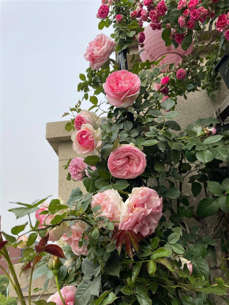 Khu vườn sân thượng chỉ rộng 20m² nhưng khiến chị em thành phố đỏ mắt ghen tị” bởi khung cảnh quá đỗi bình yên, thơ mộng-6