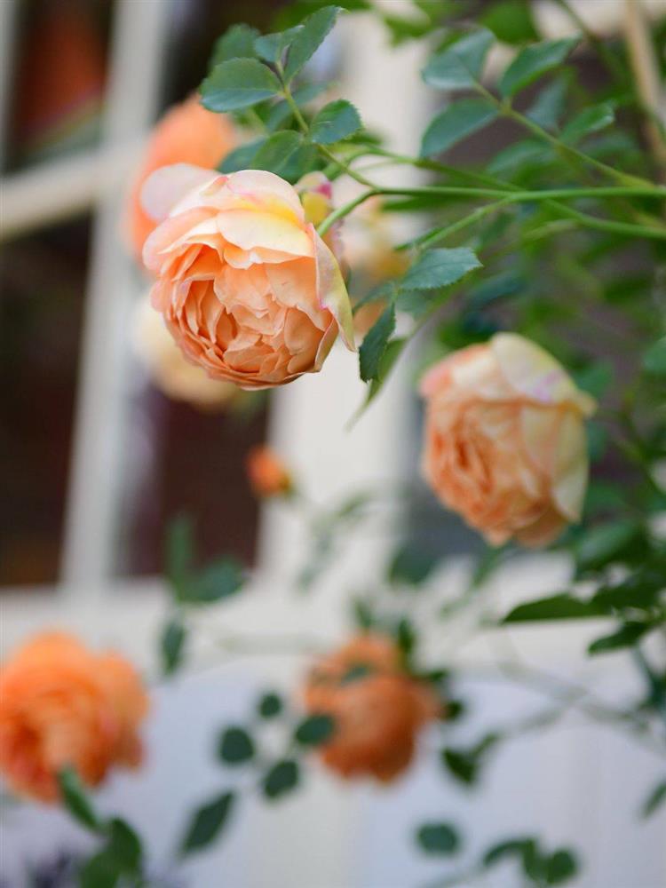 Khu vườn sân thượng chỉ rộng 20m² nhưng khiến chị em thành phố đỏ mắt ghen tị” bởi khung cảnh quá đỗi bình yên, thơ mộng-9