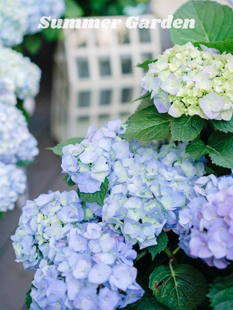 Khu vườn sân thượng chỉ rộng 20m² nhưng khiến chị em thành phố đỏ mắt ghen tị” bởi khung cảnh quá đỗi bình yên, thơ mộng-12