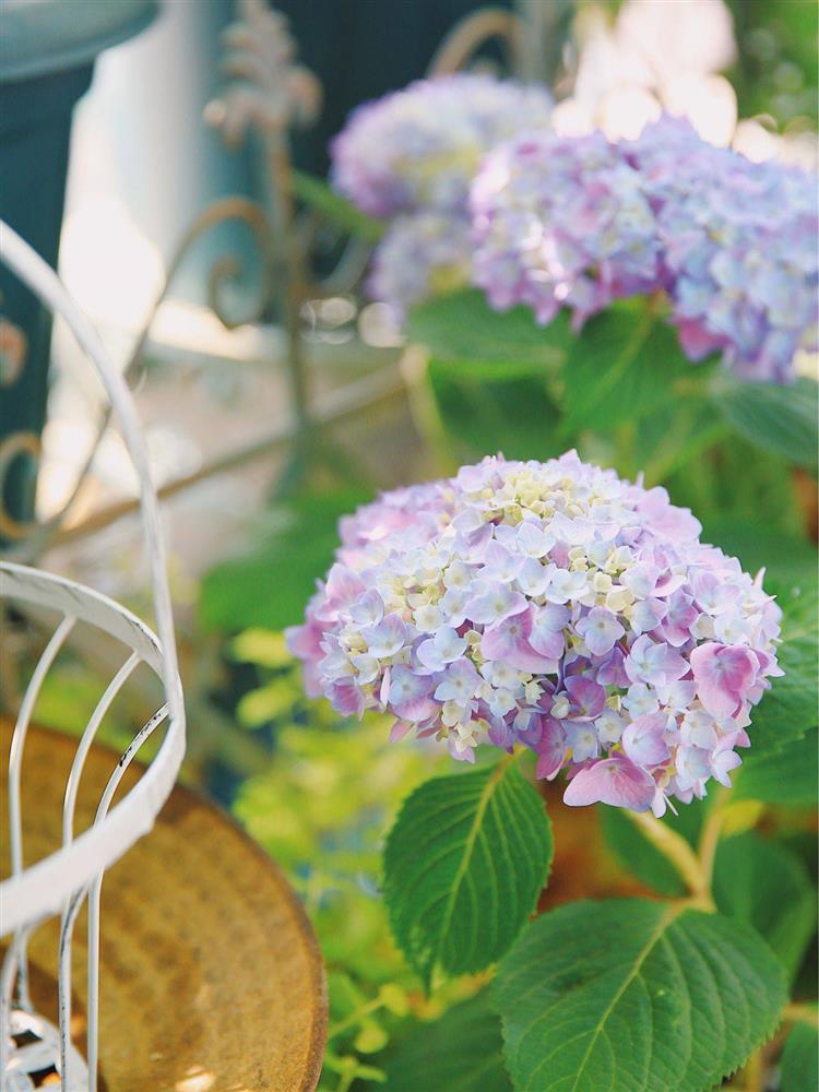 Khu vườn sân thượng chỉ rộng 20m² nhưng khiến chị em thành phố đỏ mắt ghen tị” bởi khung cảnh quá đỗi bình yên, thơ mộng-13