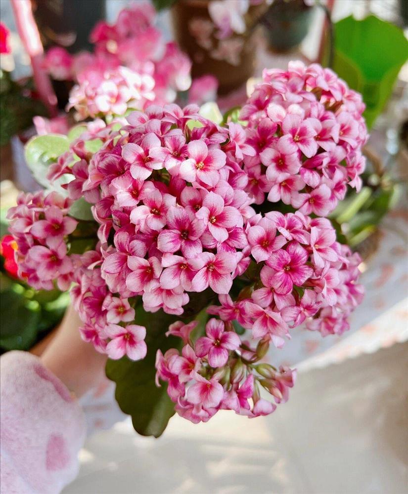 Khu vườn sân thượng chỉ rộng 20m² nhưng khiến chị em thành phố đỏ mắt ghen tị” bởi khung cảnh quá đỗi bình yên, thơ mộng-14