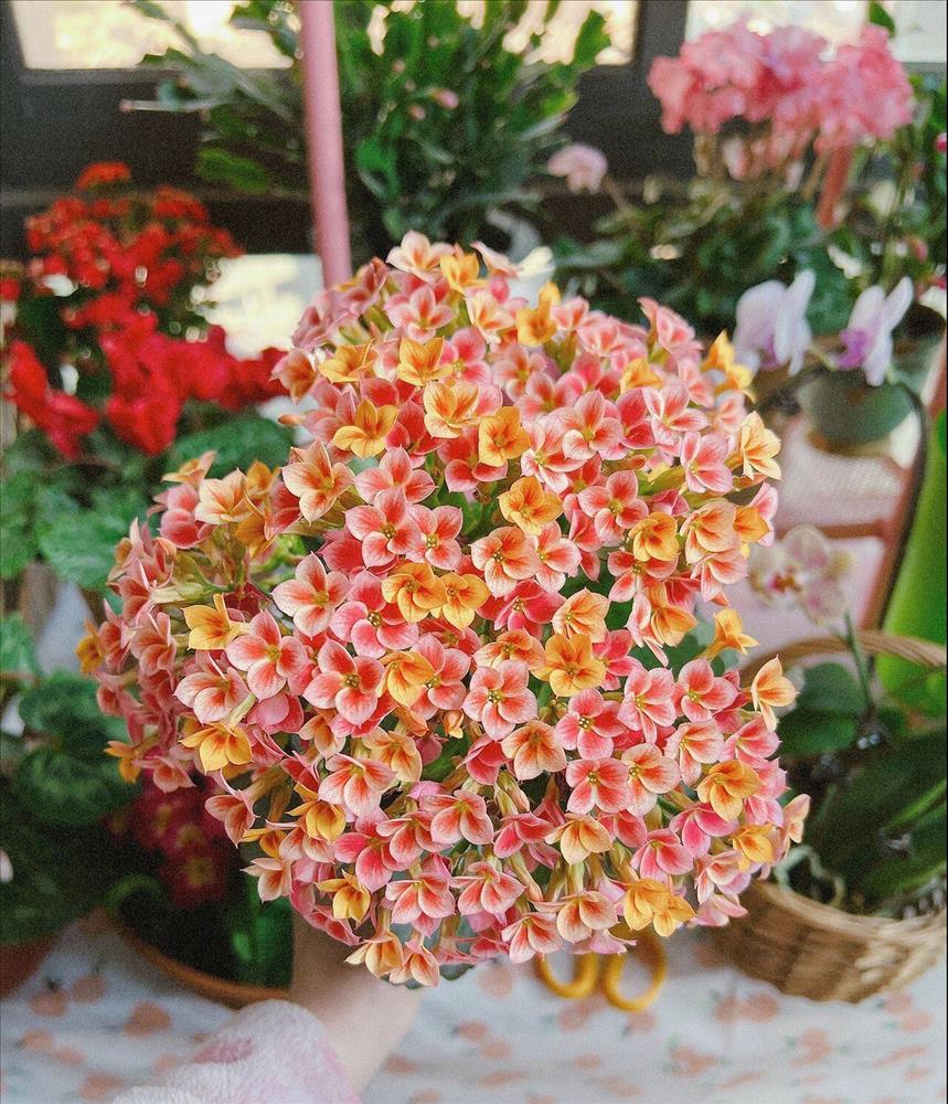 Khu vườn sân thượng chỉ rộng 20m² nhưng khiến chị em thành phố đỏ mắt ghen tị” bởi khung cảnh quá đỗi bình yên, thơ mộng-15