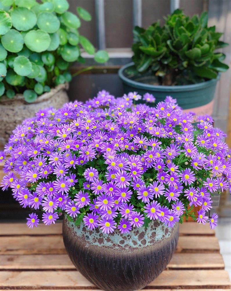 Khu vườn sân thượng chỉ rộng 20m² nhưng khiến chị em thành phố đỏ mắt ghen tị” bởi khung cảnh quá đỗi bình yên, thơ mộng-19