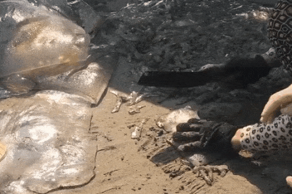 Cảnh tượng ngồi cắt sứa ngay giữa bãi biển đầy bùn cát khiến dân mạng tranh cãi về vấn đề vệ sinh thực phẩm