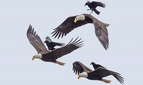 Câu đố Tiếng Việt: Còn gì mình mặc ÁO THÂM, cổ quàng KHĂN TRẮNG, mở miệng là nhiều người LA MẮNG – Nghe đáp án mà lạnh gáy-2