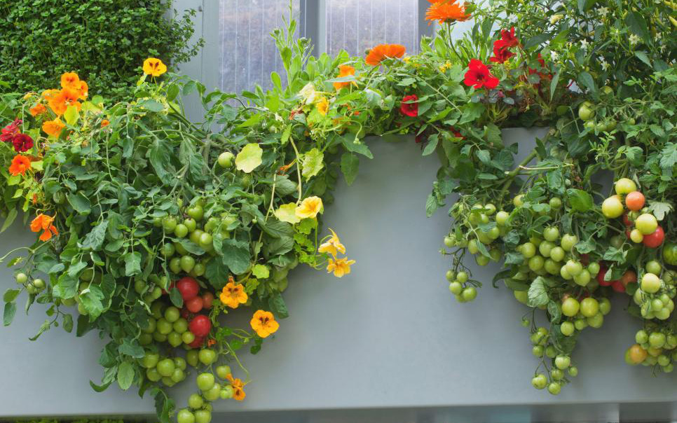 10 cách trồng rau quả siêu đẹp để vừa có rau ăn vừa làm điểm nhấn trang trí cho khu vườn-1